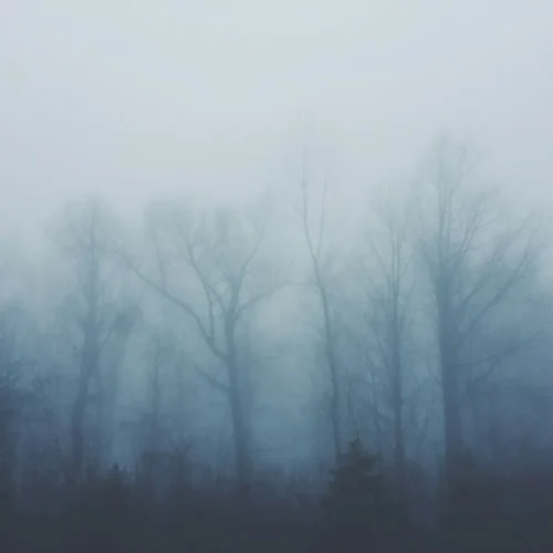 bare trees covered with fog